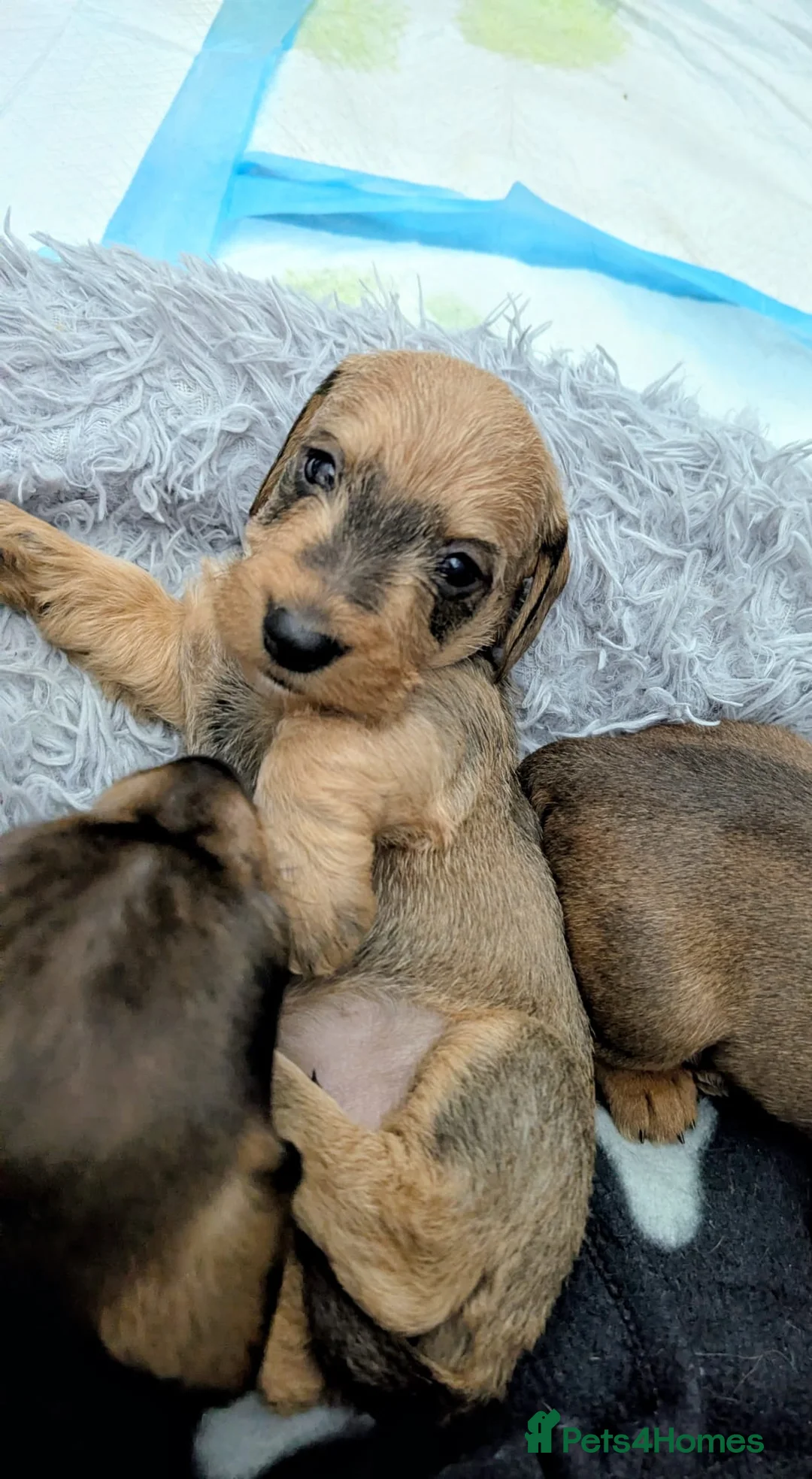 Dachshund dogs for stud: Fully health tested Wirehaired Dachshund stud - Advert 6