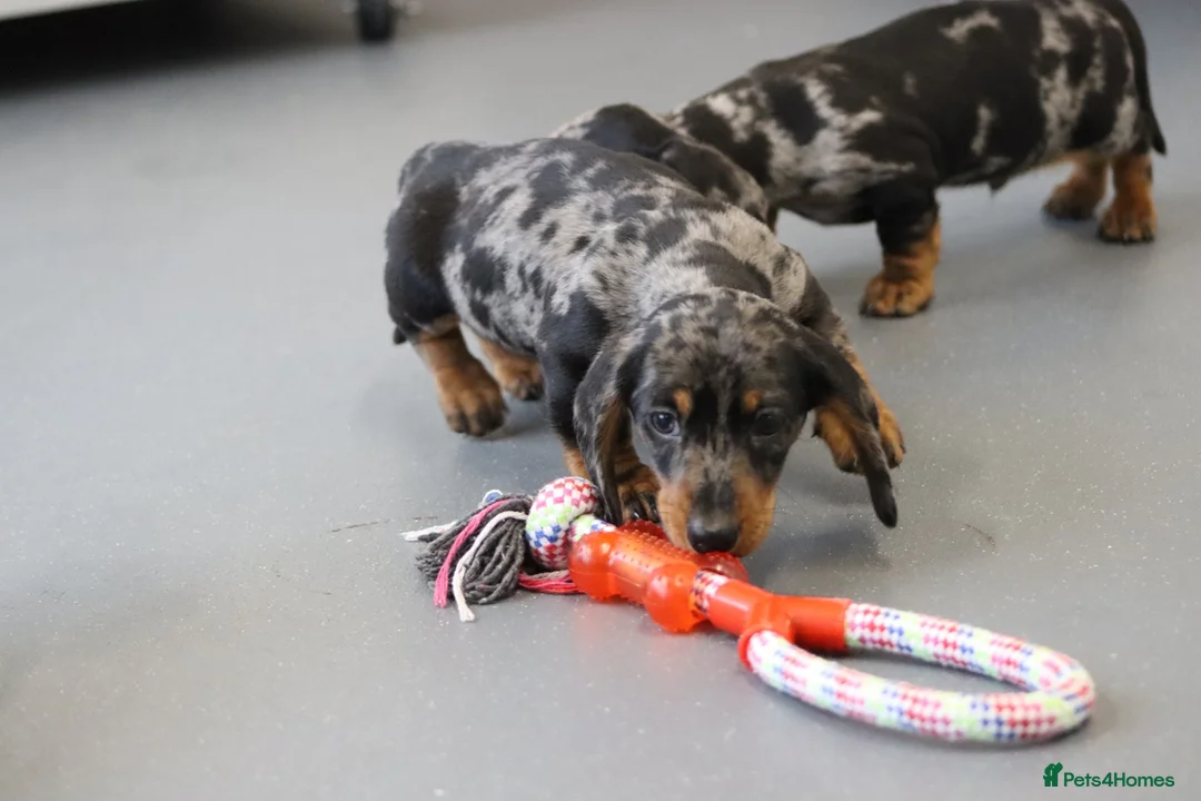 Miniature Dachshund dogs for sale: Beautiful Miniature Dachshund puppies for sale - Advert 19