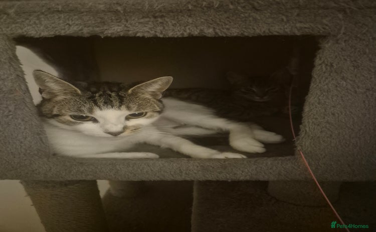 American Shorthair cats - Advert 1