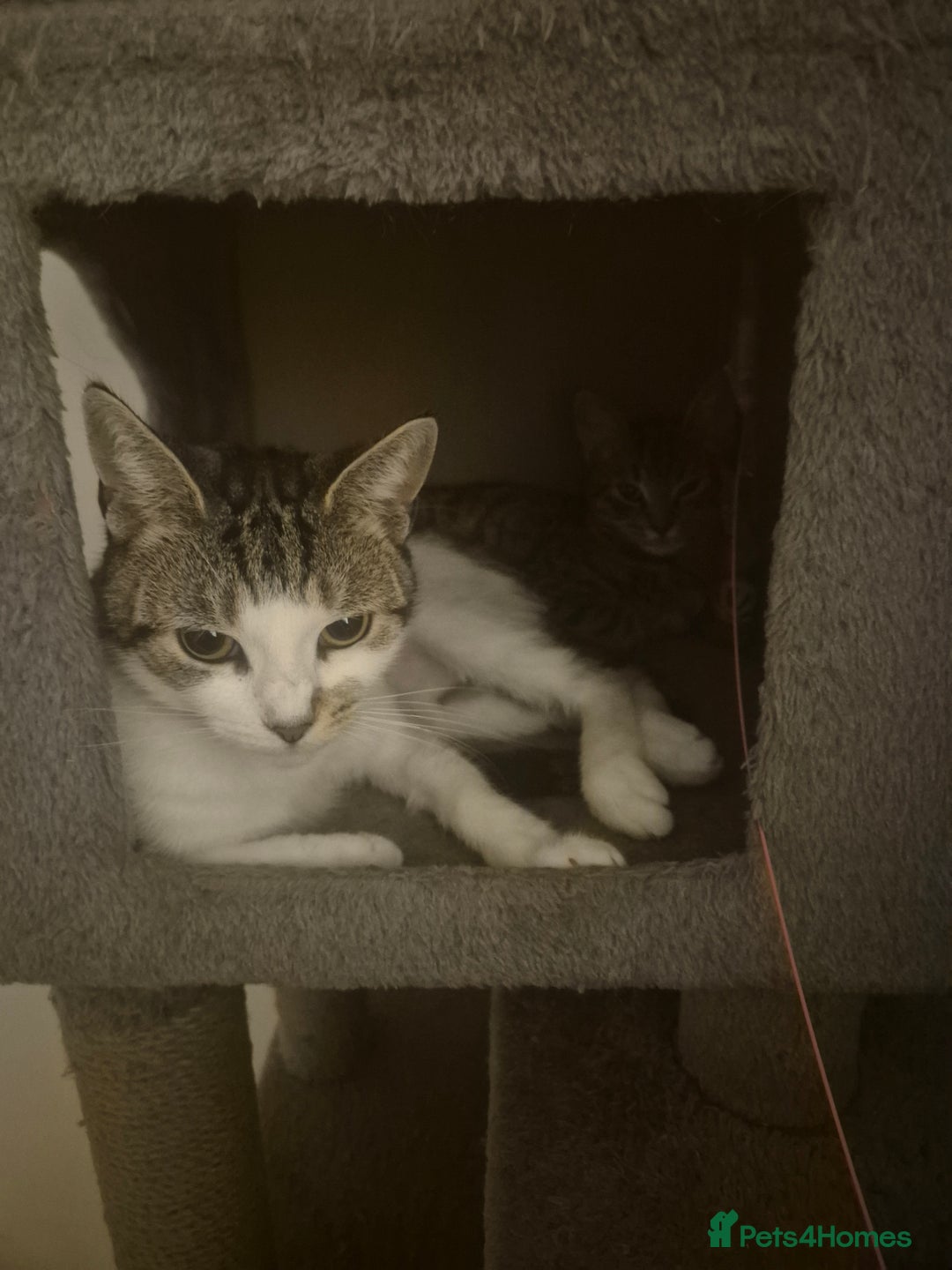 American Shorthair cats for sale: Caramel beautiful 2 year cat - Image 1