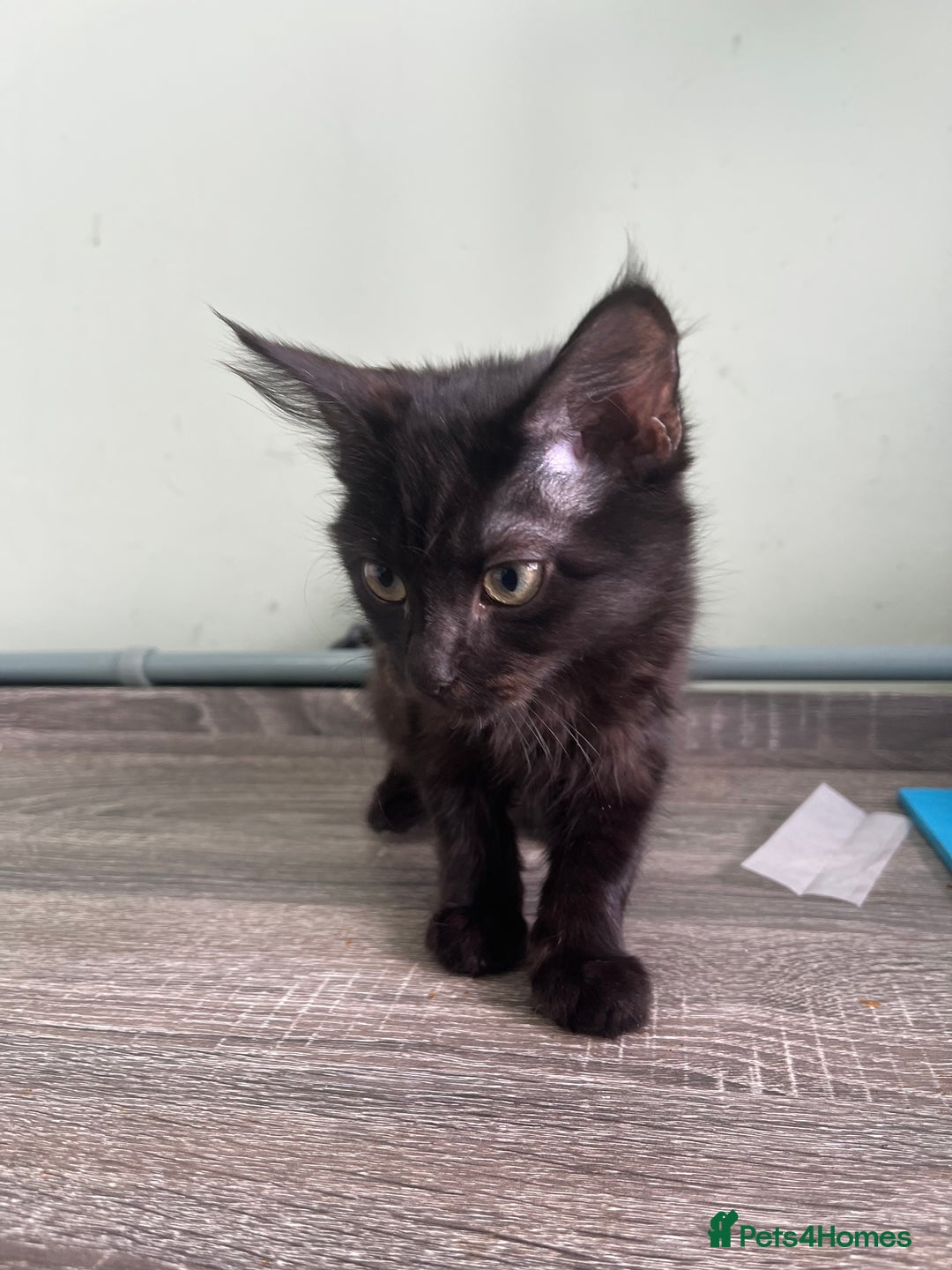 Mixed Breed cats for sale: X2 beautiful cats ready to go - Image 3