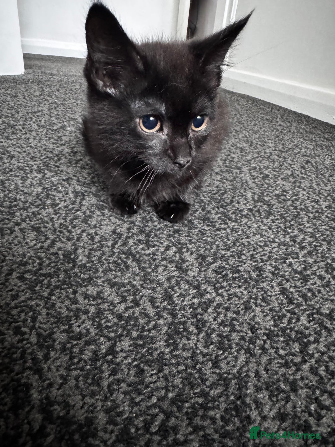 Mixed Breed cats for sale:  4 Kittens British long & short hair mixed breed. - Advert 15