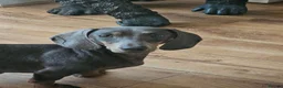 Dachshund dogs for sale: Miniture Dashounds - Advert 10