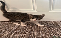 Savannah cats for sale: Savannah  - Image 9