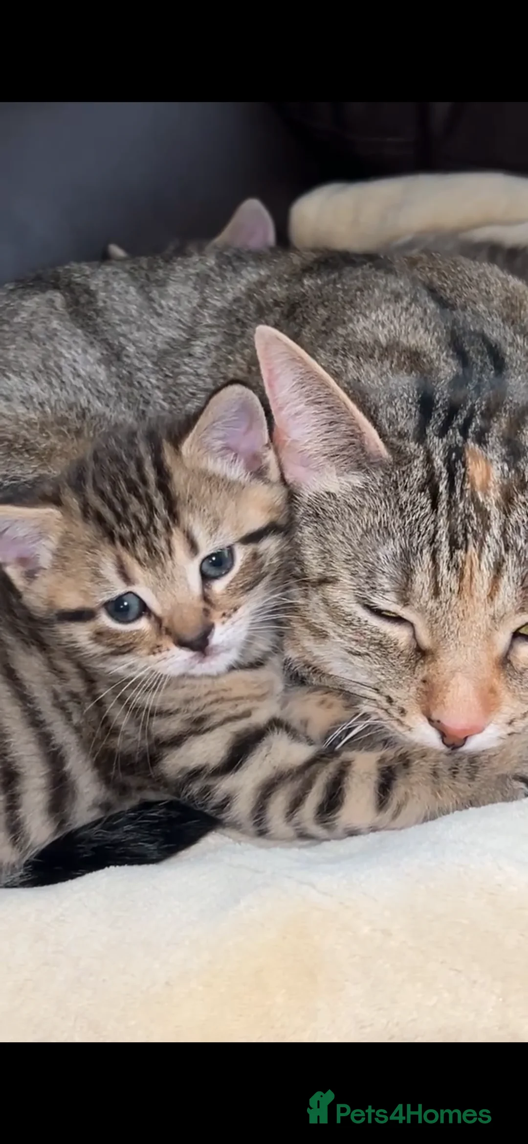 Mixed Breed cats for sale: Adorable Tabby Kittens Looking for Loving Homes 🐾 - Advert 3