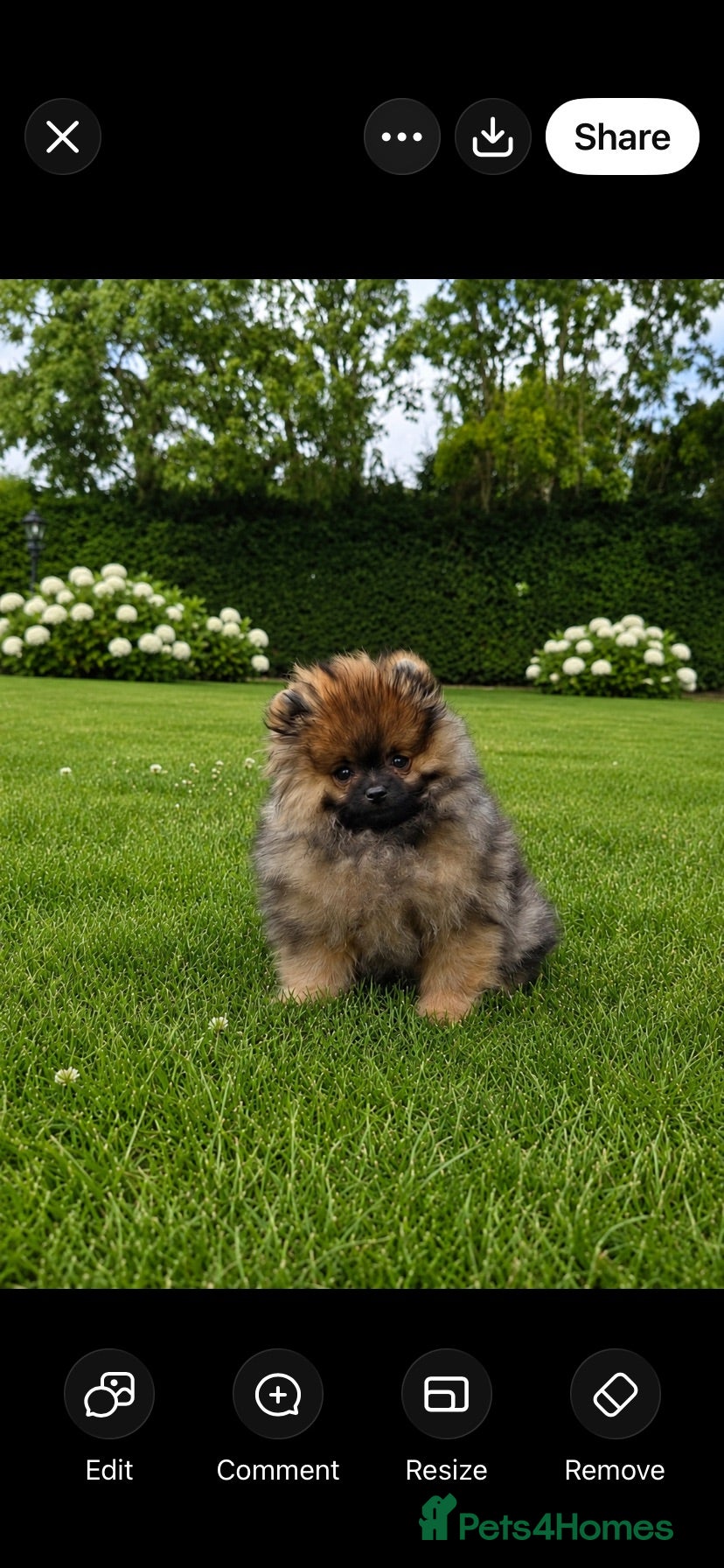 Pomeranian dogs Orange stable Puppy  - Advert 2
