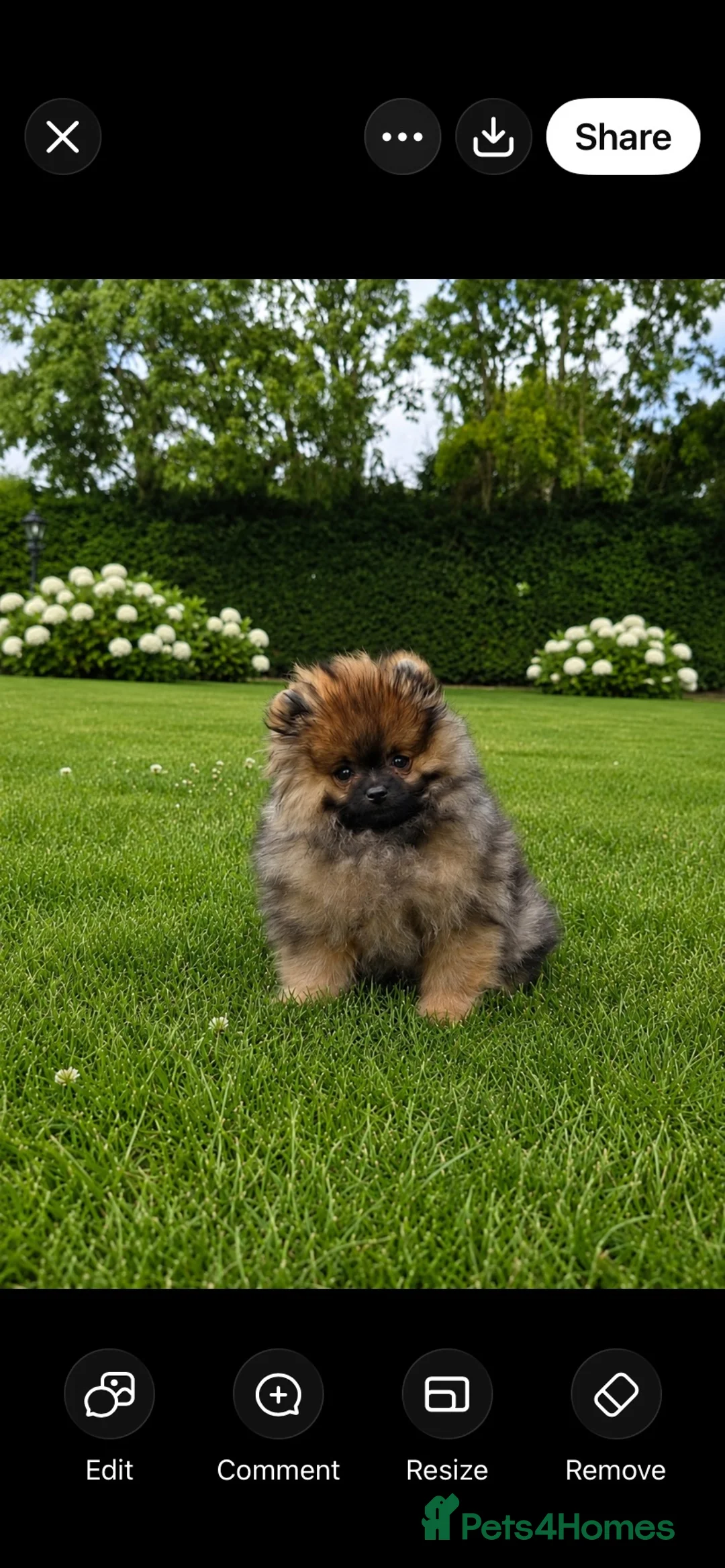 Pomeranian dogs for sale: Orange stable Puppy  - Advert 2