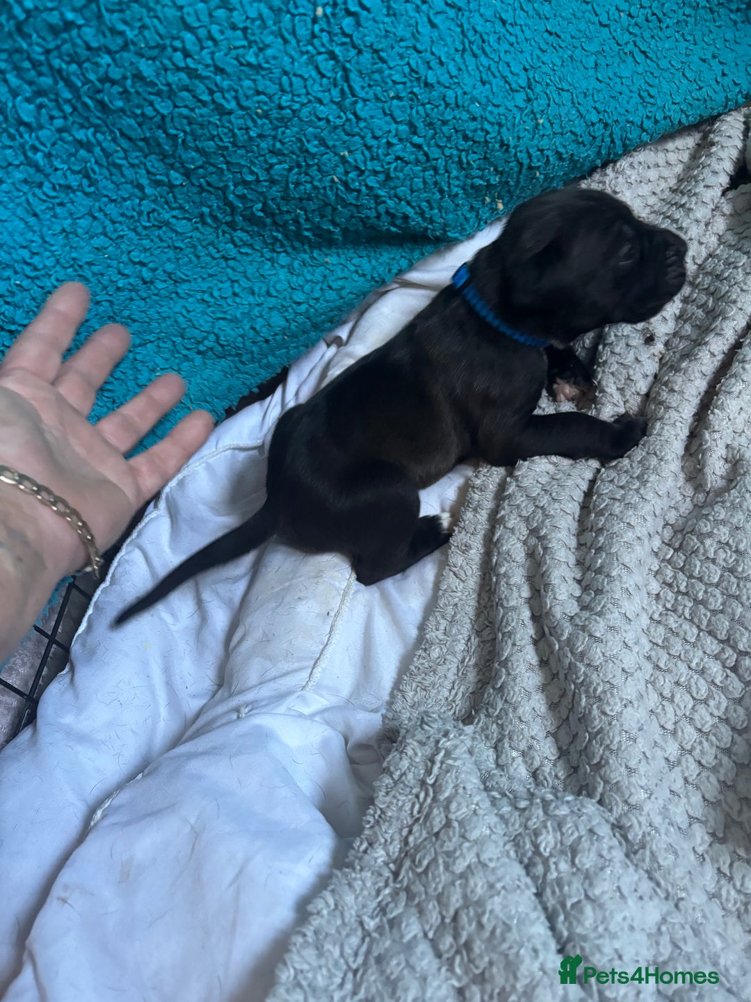 Mixed Breed dogs for sale: Cane corso puppys - Advert 11