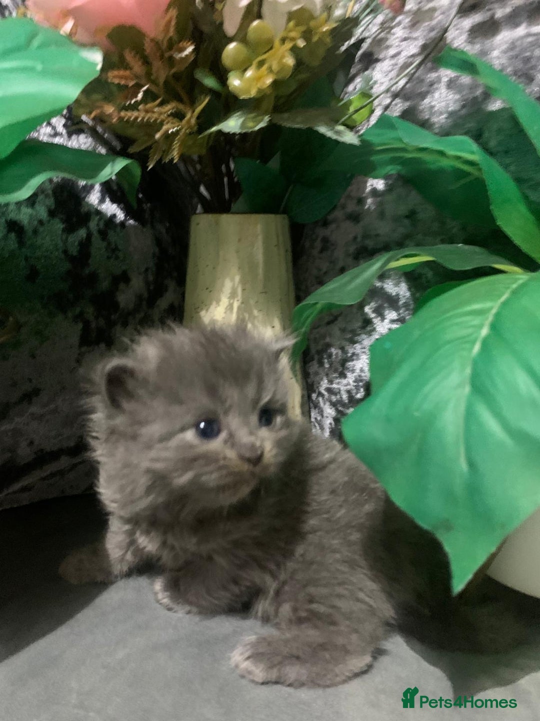 Ragdoll cats for sale: Ragdoll/Persian kittens - Advert 1