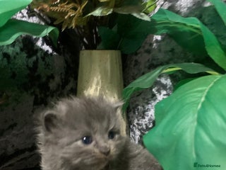 Ragdoll cats Ragdoll/Persian kittens - Advert 4