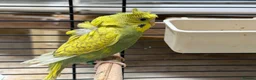 Budgerigars birds for sale: Helicopter Budgies for sale  - Advert 9