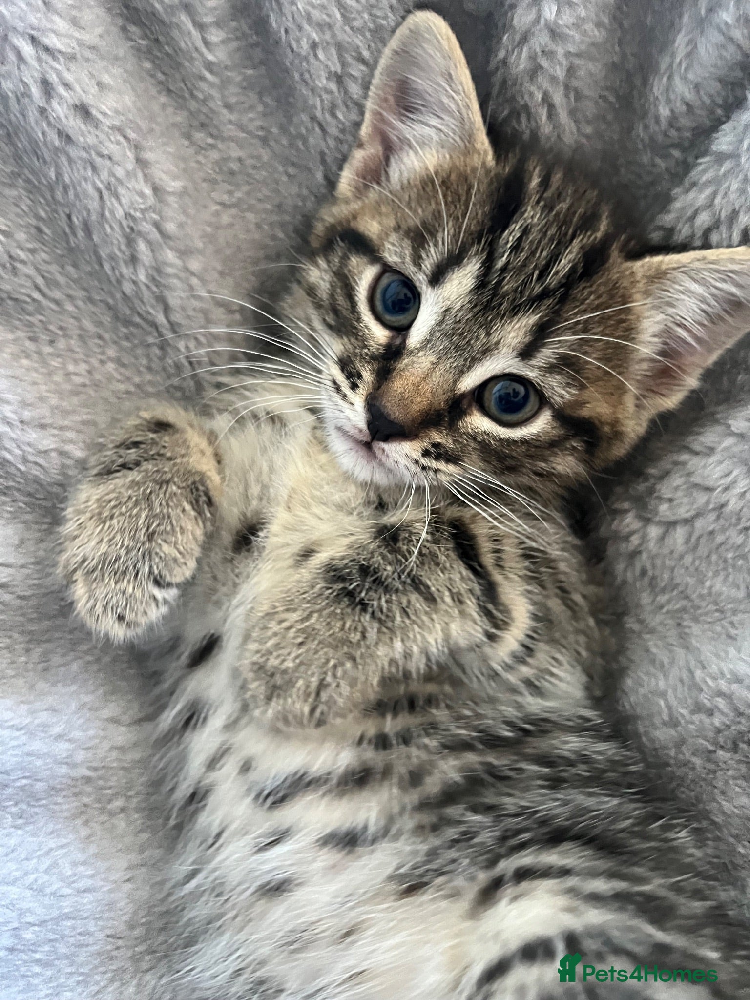 Mixed Breed cats MaineCoon Mix - Advert 18