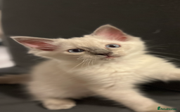 Ragdoll cats for sale: Ragdoll kitten ready to go  - Image 2