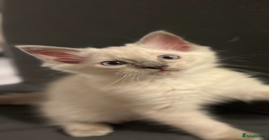 Ragdoll cats - Advert 10