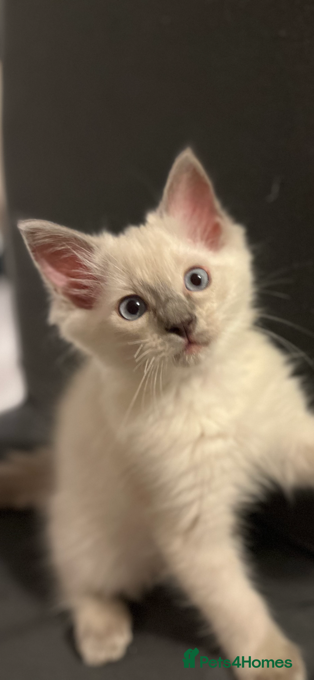 Ragdoll cats for sale: Ragdoll kitten ready to go  - Image 2