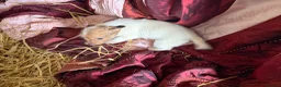 Jack Russell dogs for sale: Jack Russell puppies ready now  - Advert 13