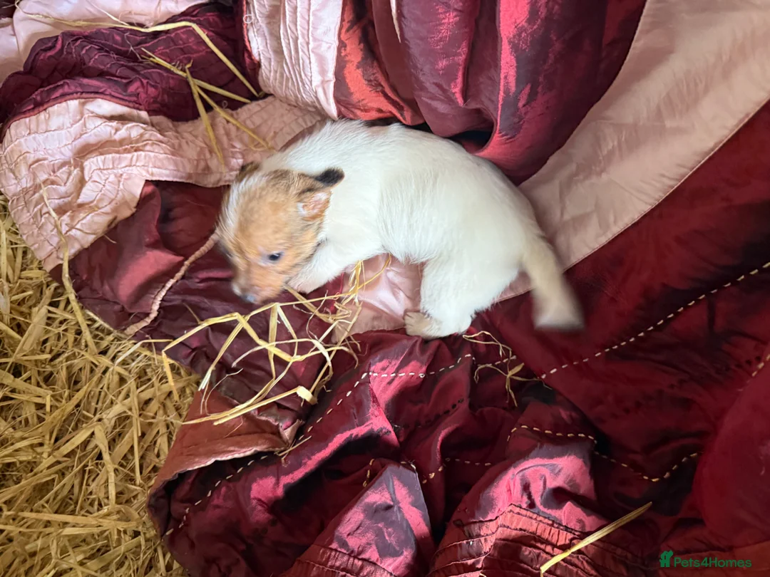 Jack Russell dogs for sale: Jack Russell puppies ready now  - Advert 13