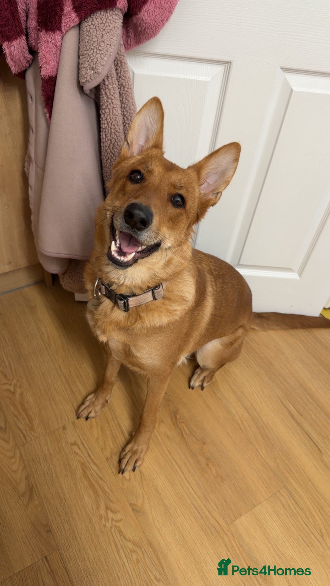 German Shepherd dogs German Shepherd x Belgian Malinois for rehoming - Advert 1