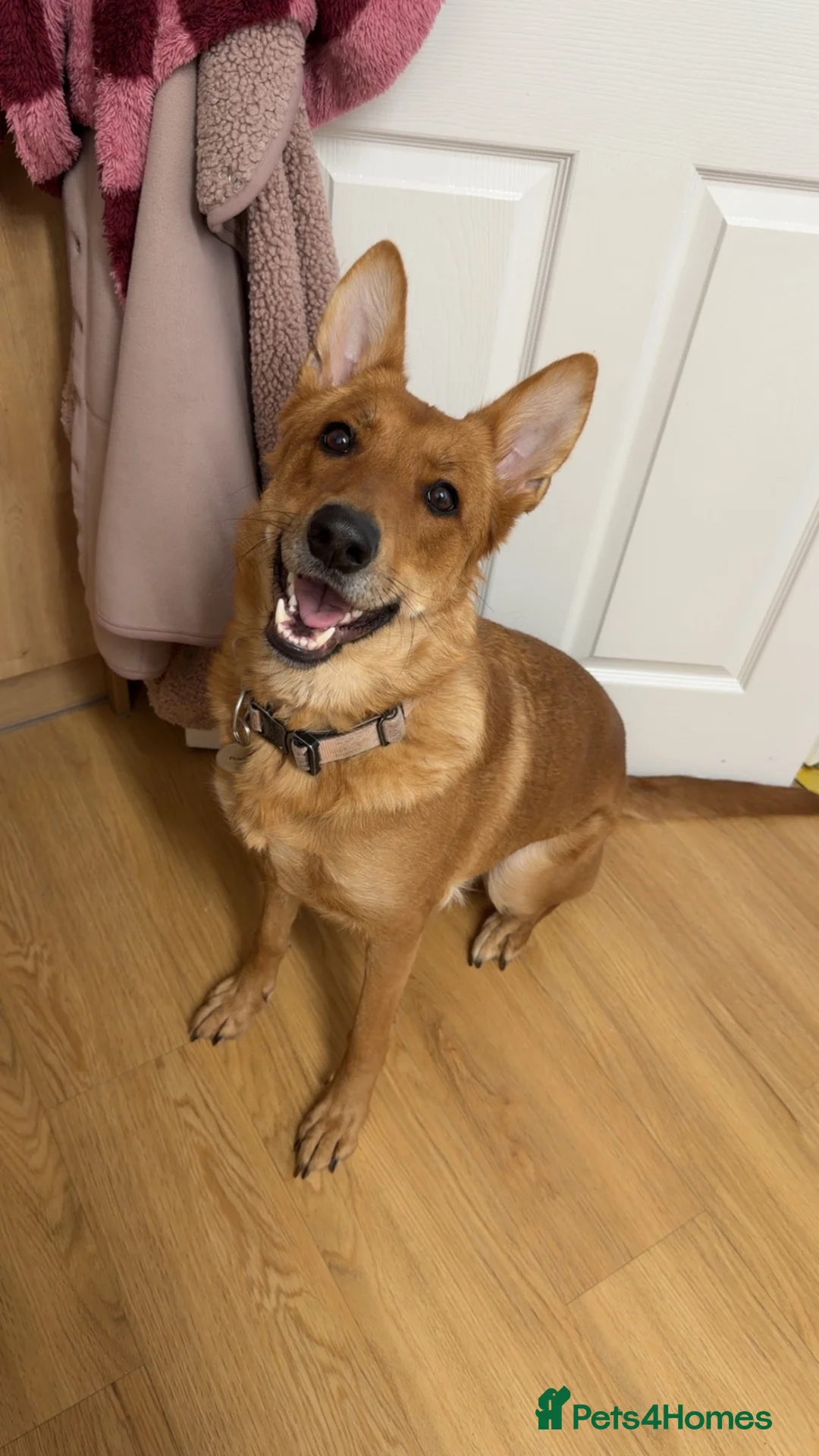 German Shepherd dogs for sale: German Shepherd x Belgian Malinois for rehoming - Advert 1