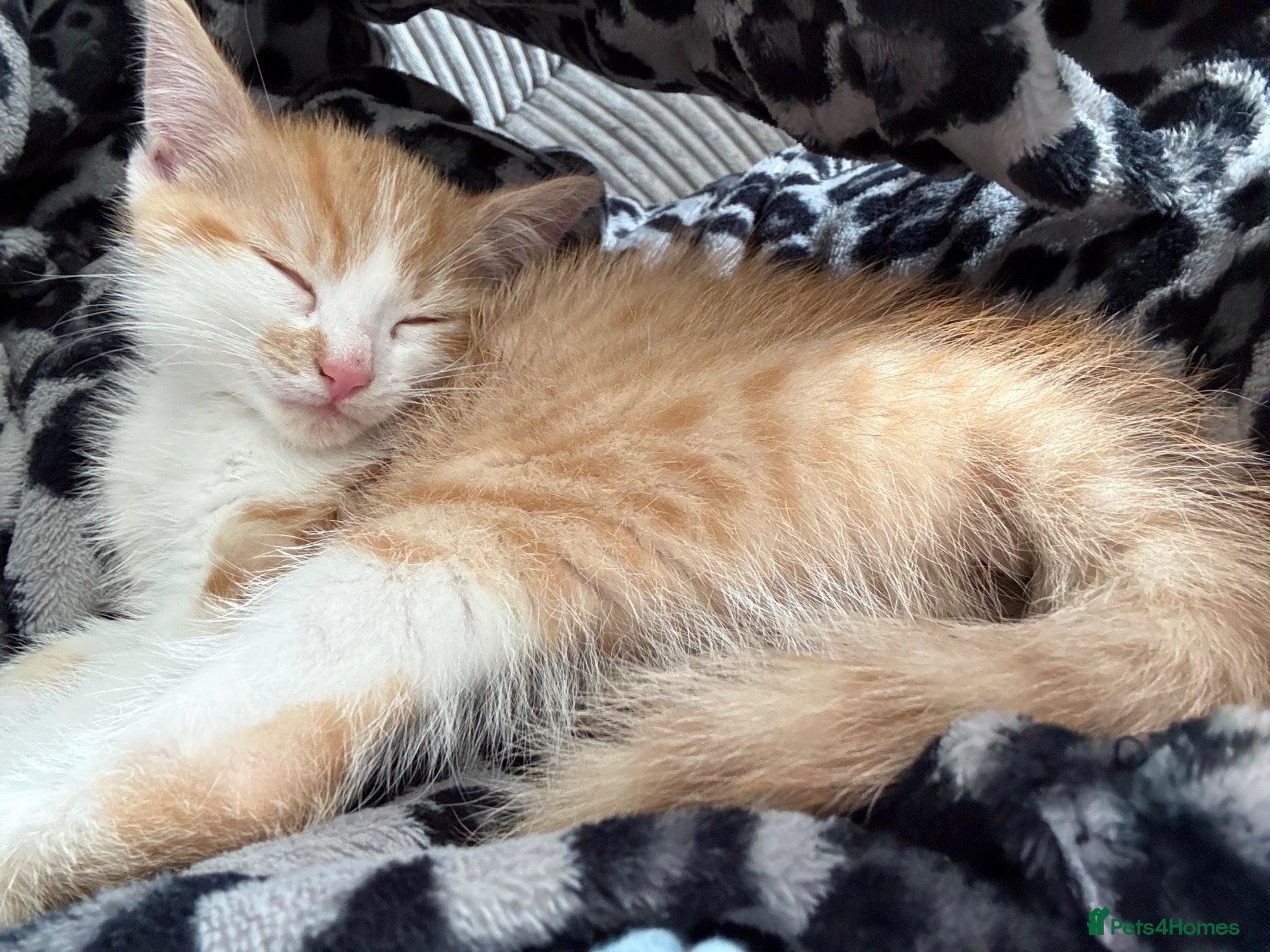 Mixed Breed cats 2 male kittens  - Advert 14