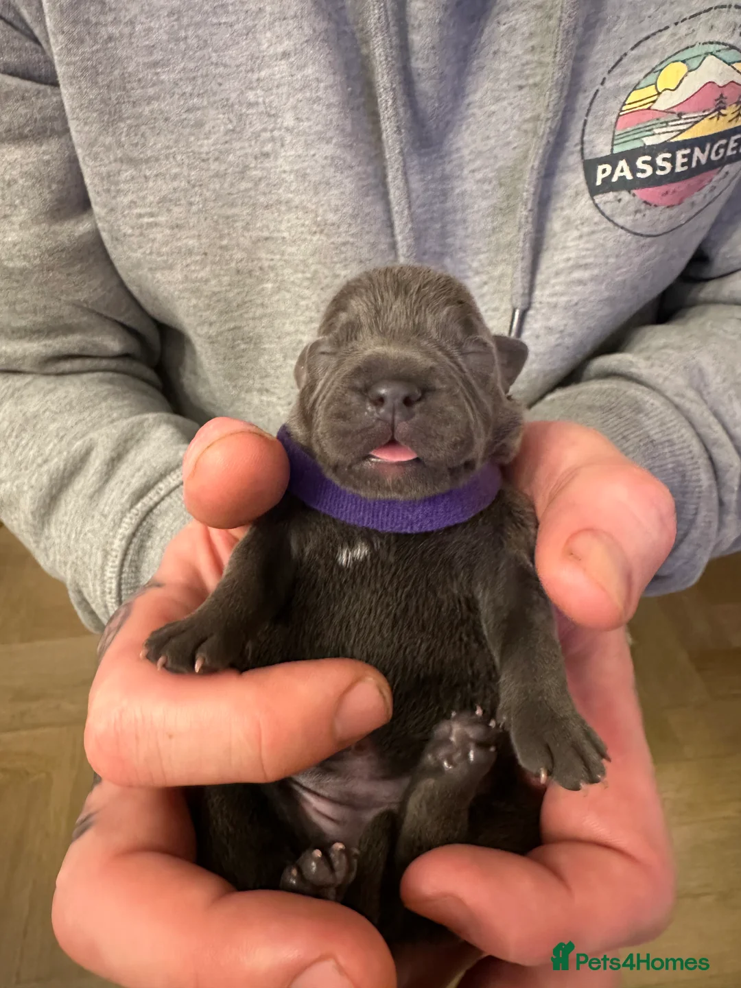 Staffordshire Bull Terrier dogs for sale: Staffordshire Bull Terrier Pups for Sale 🩶 - Advert 13