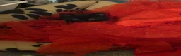 Mixed Breed cats for sale: Two black boys  in Warrington - Advert 3