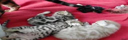 Bengal cats for sale: Pure Bengal kittens for sale - Advert 10