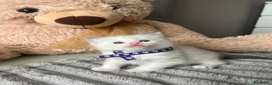 Ragdoll 5