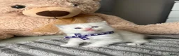 Ragdoll cats for sale: Registered Ragdoll Kittens for sale - Advert 25