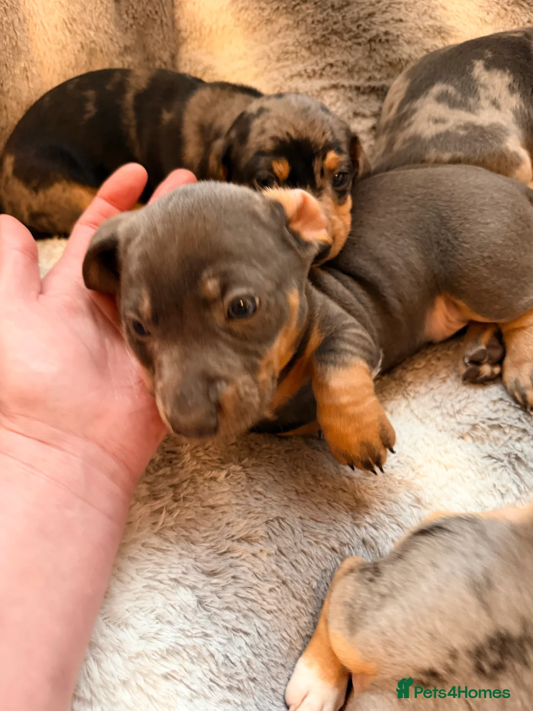 Dachshund dogs for sale:  Family dogs first puppies - stunning Dachshunds  - Advert 7