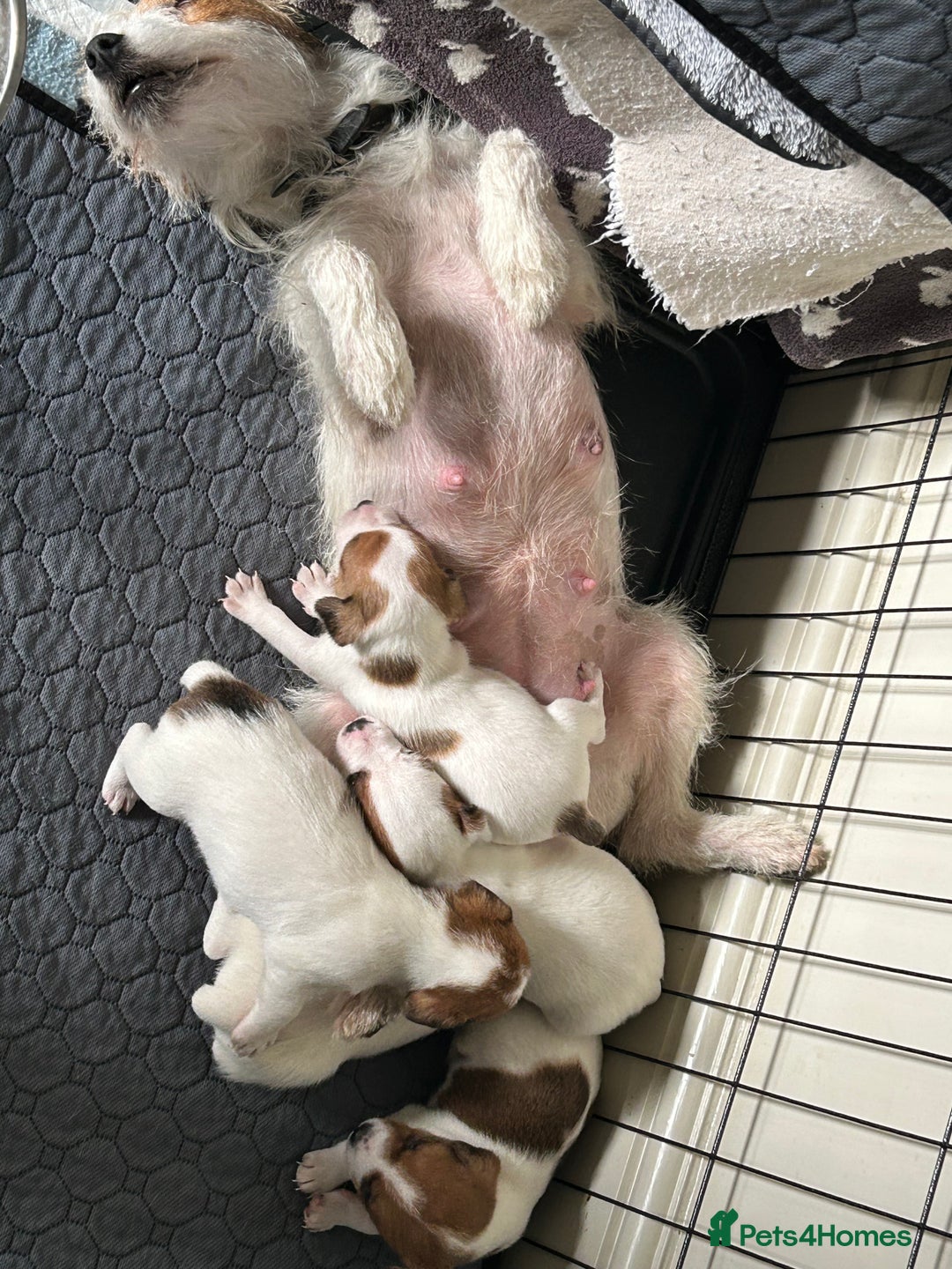 Mixed Breed dogs for sale: Parson / Jack Russell puppies - Advert 14