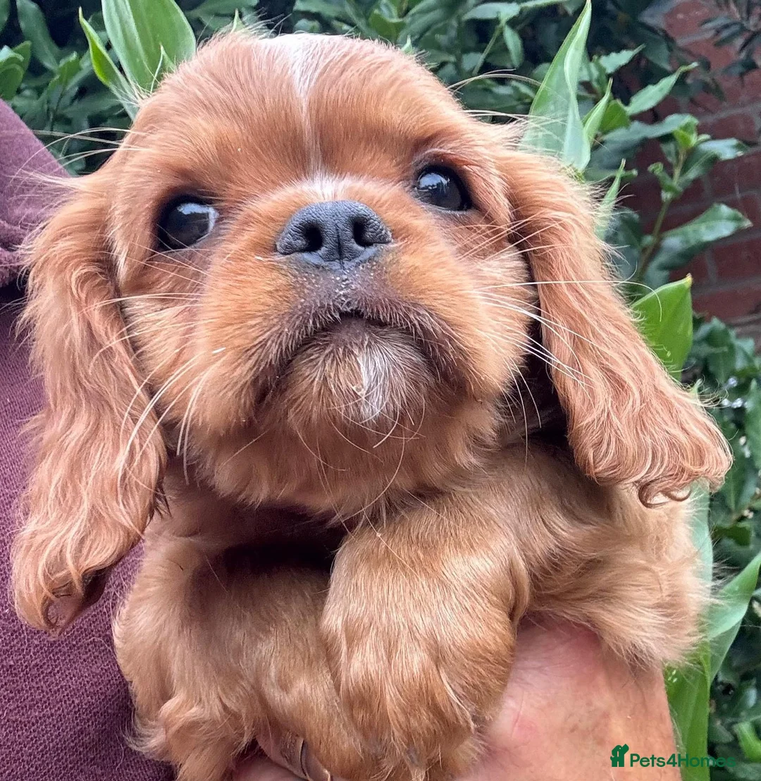 Mixed Breed dogs for sale: King Charles Cavalier Puppies Ready Now in Newark - Advert 5