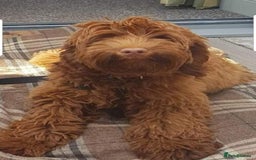 Australian Labradoodle dogs for sale: Miniature Australian labradoodle pups 100% Pure  - Image 9