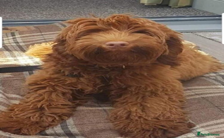 Australian Labradoodle dogs - Advert 2