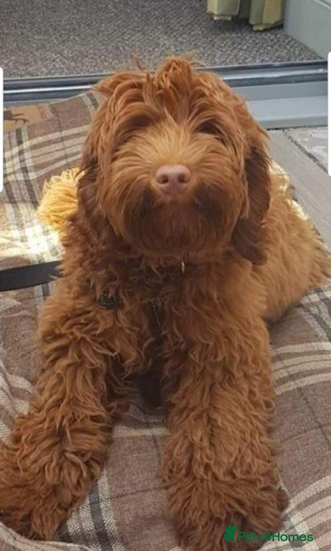 Australian Labradoodle dogs for sale: Miniature Australian labradoodle pups 100% Pure  - Image 9