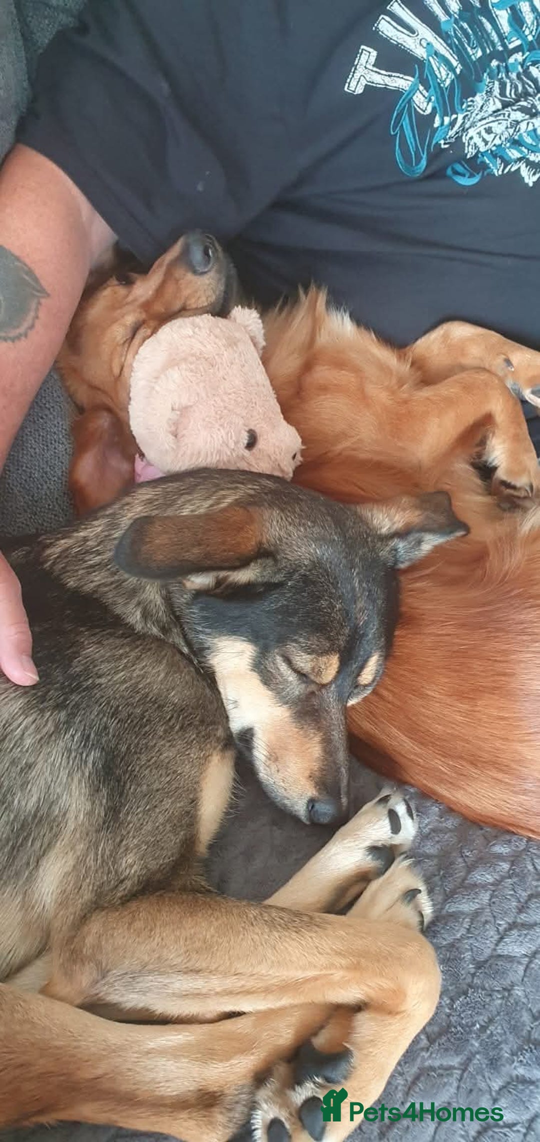 Mixed Breed dogs for adoption: 💖🐶 SANDY 🐶💖 - Image 27