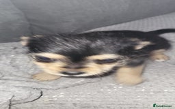 Mixed Breed dogs for sale: Jack russel cross pomeranian puppies  - Image 35