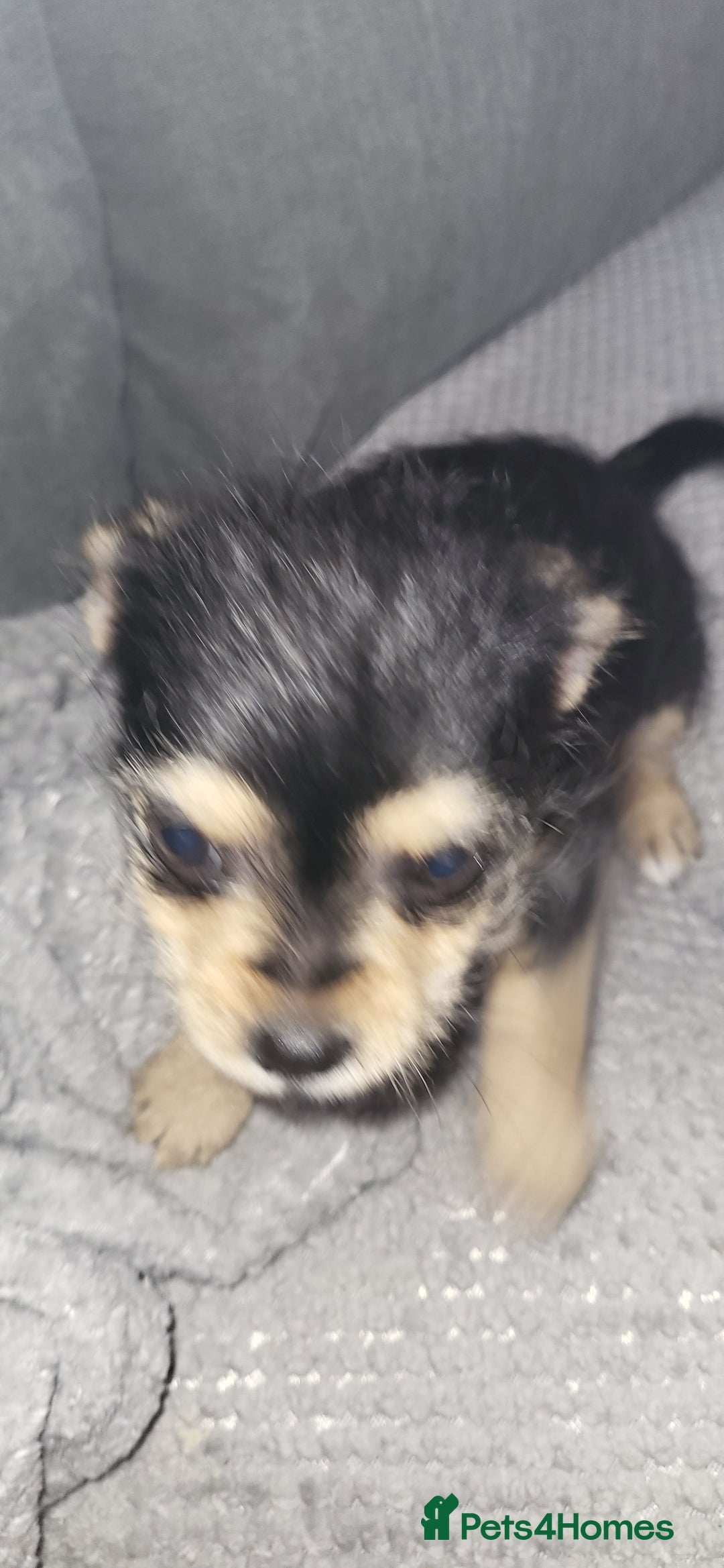 Mixed Breed dogs for sale: Jack russel cross pomeranian puppies  - Image 35