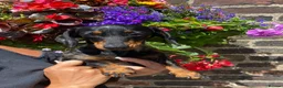 Miniature Dachshund dogs for sale: ready for new homes, pedigree mini dachshund pups - Advert 7