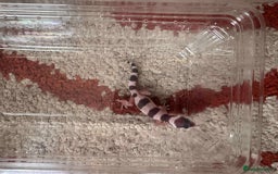 Leopard Gecko reptiles for sale: Leopard Geckos - Image 3