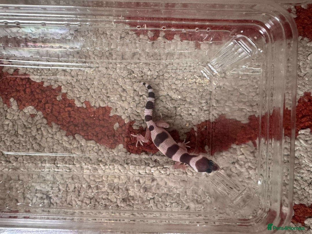 Leopard Gecko reptiles for sale: Leopard Geckos - Image 3