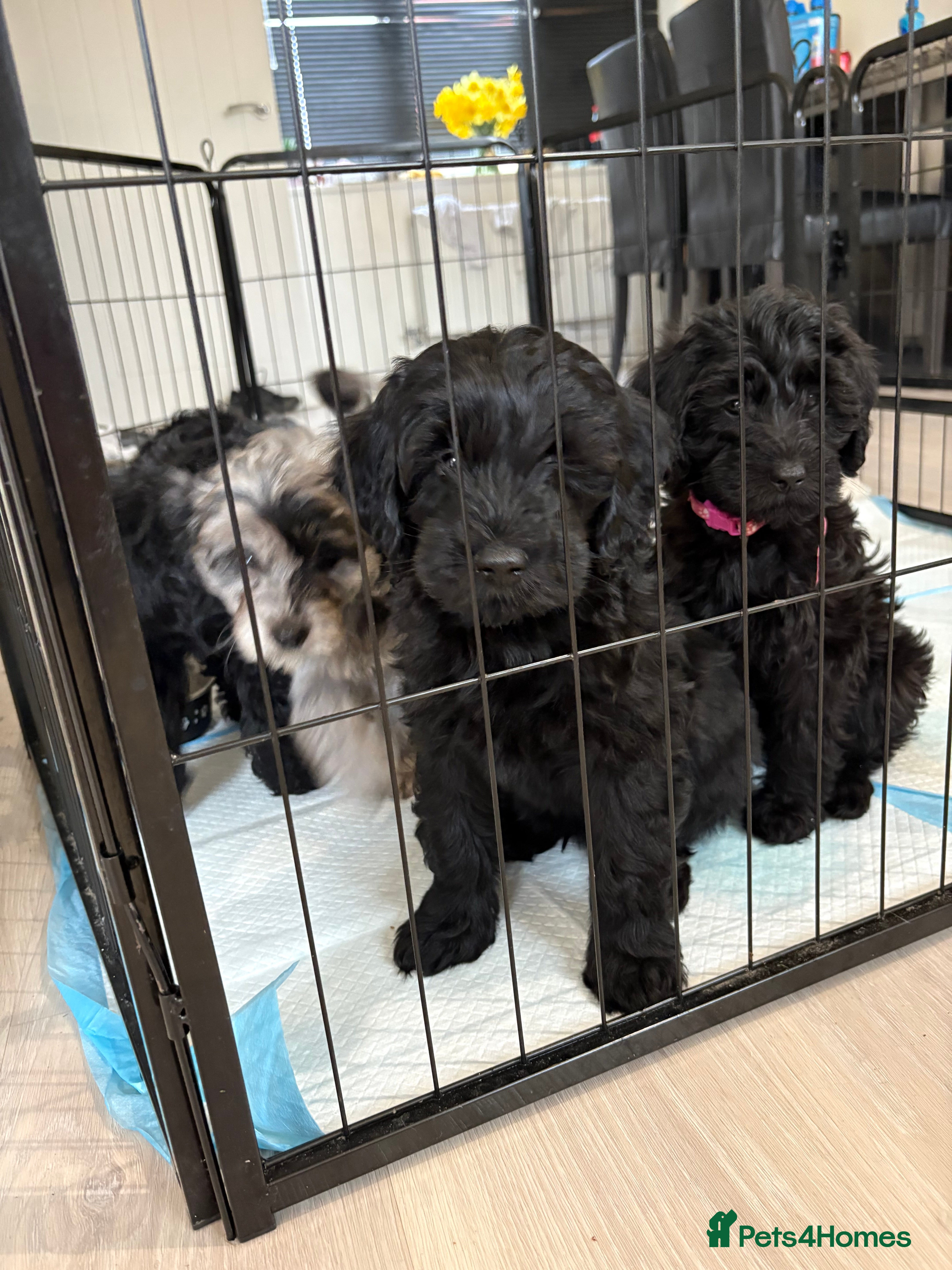 Labradoodle dogs 5* F1B Mini Labradoodles 2 LEFT READY TO LEAVE NOW - Advert 10