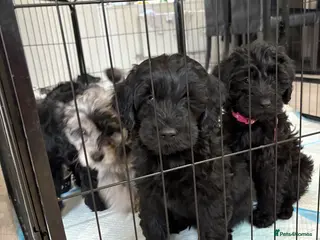 Labradoodle dogs 5* F1B Mini Labradoodles 2 LEFT READY TO LEAVE NOW - Advert 10