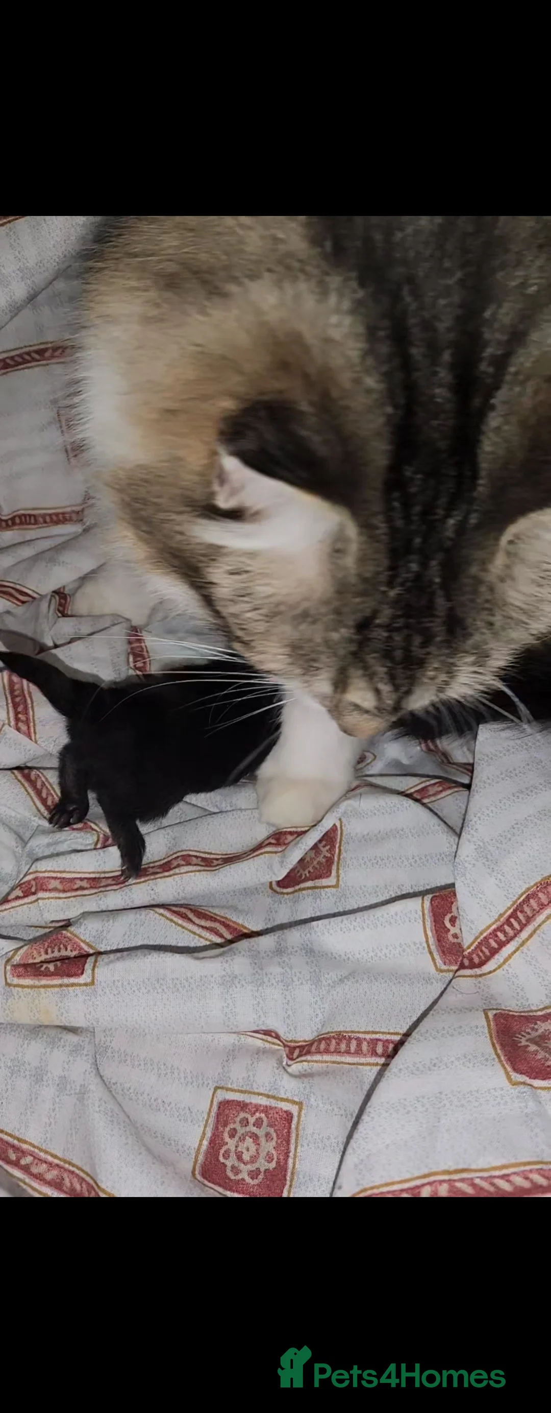 Maine Coon cats for sale: Stunning coon mix kittens available - Advert 3