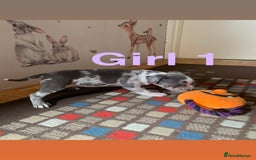 Staffordshire Bull Terrier dogs for sale: RARE BLUE MERLE STAFFORDSHIRE BULL TERRIER PUPPIES - Image 3