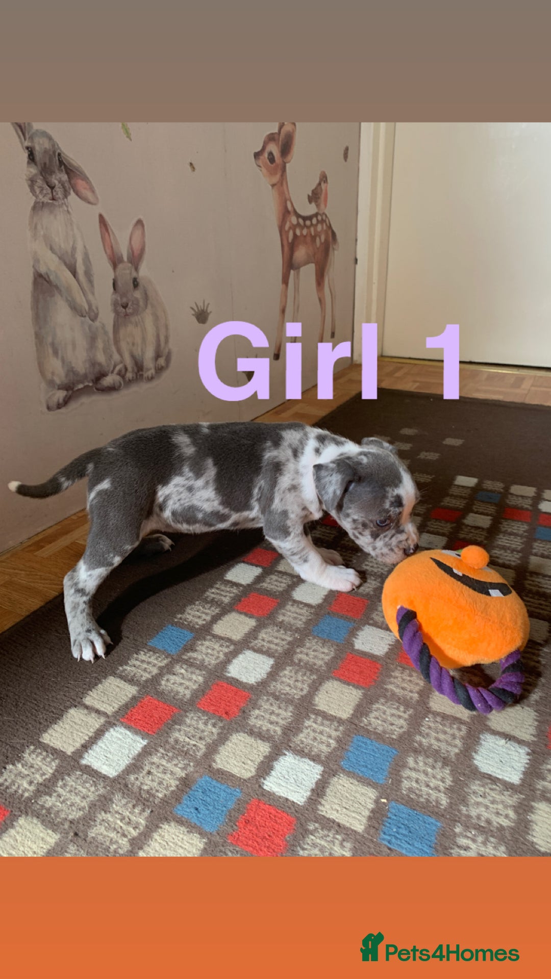 Staffordshire Bull Terrier dogs for sale: RARE BLUE MERLE STAFFORDSHIRE BULL TERRIER PUPPIES - Image 3