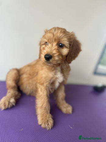 Cockapoo dogs - Advert 15