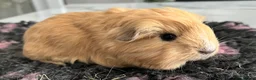 Guinea Pig rodents for sale: Sheltie (silky), coronet, Texel, Merino guinea pig - Advert 25