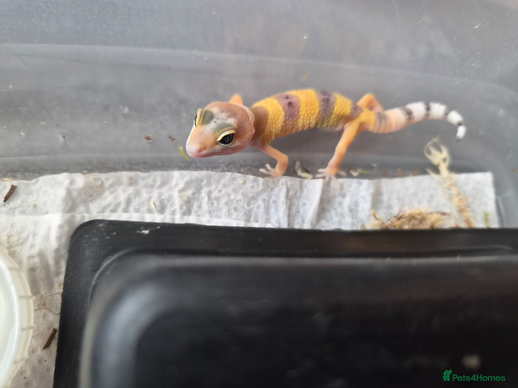 Leopard Gecko reptiles Leopard gecko  - Advert 2