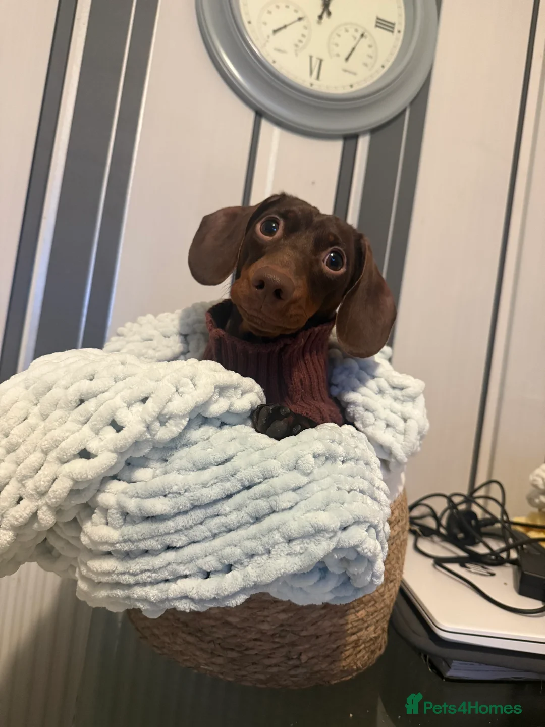Miniature Dachshund dogs for stud: KC registered Miniature Daschund for stud! 🤎 - Advert 3